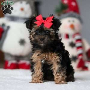 Chloe, Yorkie Poo Puppy